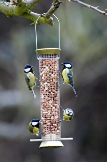 Feeder Prints: Blue and Great Tits on nut feeder Kent UK winter