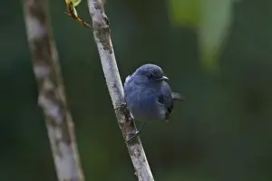 Papua New Guinea Prints: Blue-grey Robin (Slaty Robin) Peneothello cyanus Tari Southern Highlands Papua New Guinea