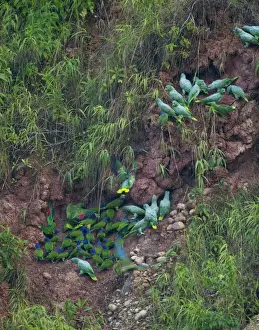 Blue-headed (Pionus menstruus) and Mealy Parrots (Amazona farinosa) at a clay lick