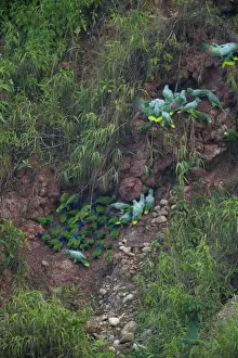 Neotropical Prints: Blue-headed (Pionus menstruus) and Mealy Parrots (Amazona farinosa) at a clay lick