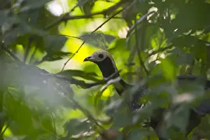 Neotropical Prints: Blue-throated Piping Guan Pipile cumanensis Tambopata Peruvian Amazon