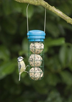 Blue Tit on fat ball feeder in garden Norfolk