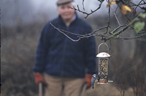 Blue Tit on feeder and gardener Kent winter