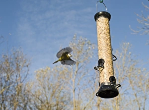 Garden Prints: Blue Tit at feeder Norfolk winter
