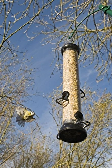Blue Tit at feeder Norfolk winter