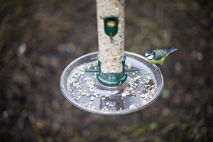 Blue Tit at feeder Norfolk winter