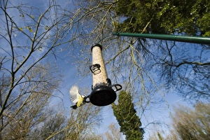 Blue Tit at feeder Norfolk winter