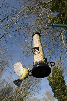 Blue Tit at feeder Norfolk winter