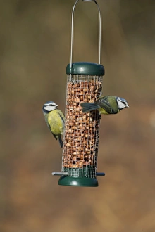 Blue Tit UK winter