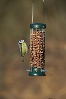 Blue Tit UK winter