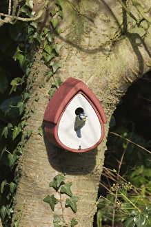 Blue Tit at nestbox in garden UK