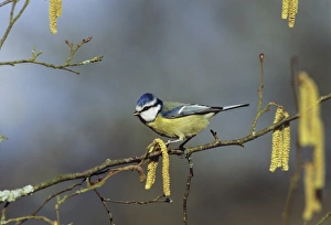 Blue Tit in garden UK winter