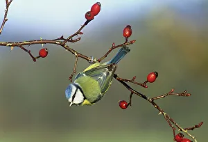 Blue Tit UK winter