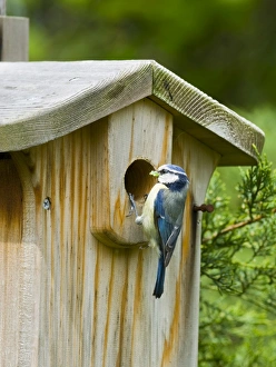 Nestbox for tits