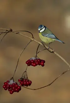 Snow Prints: Blue Tit Parus caerruleus on Guelder Rose Norfolk winter
