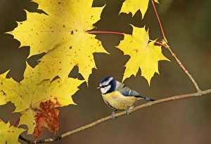 Autumn Prints: Blue Tit, Parus caeruleus, among autumn leaves, UK, November
