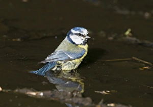Bathe Prints: Blue Tit Parus caeruleus bathing Norfolk spring
