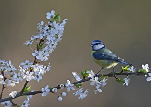 Blue Tit Parus caeruleus on Blackthorn blossom in spring Norfolk Blue Tit Parus caeruleus on Blackthorn blossom in spring Norfolk