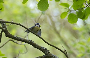 Blue Tit Parus caeruleus with caterpillar for chicks Ferry Wood Norfolk summer Blue Tit Parus caeruleus with caterpillar for chicks Ferry Wood Norfolk summer