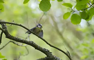 Nesting Prints: Blue Tit Parus caeruleus with caterpillar for chicks Ferry Wood Norfolk summer
