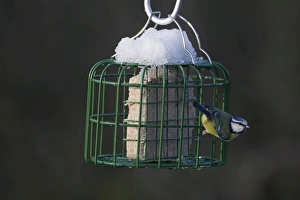 Blue Tit Parus caeruleus on fat feeder in garden Norfolk winter Blue Tit Parus caeruleus on fat feeder in garden Norfolk winter