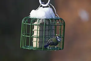 Blue Tit Parus caeruleus on fat feeder in garden Norfolk winter
