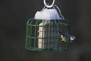 Winter Prints: Blue Tit Parus caeruleus on fat feeder in garden Norfolk winter