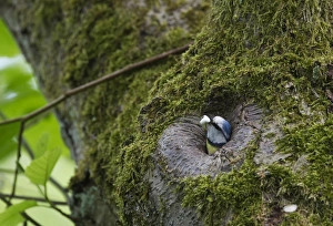 Blue Tit Parus caeruleus with foecal sac Ferry Wood Norfolk spring Blue Tit Parus caeruleus with foecal sac Ferry Wood Norfolk spring