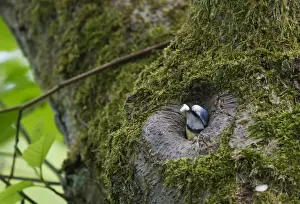 Nesting Prints: Blue Tit Parus caeruleus with foecal sac Ferry Wood Norfolk spring