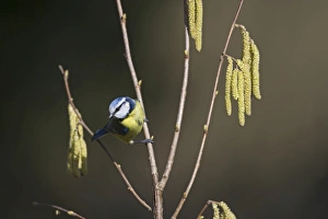 Blue Tit Parus caeruleus in garden Spring Norfolk
