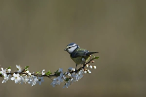 Blue Tit Parus caeruleus in garden Spring Norfolk