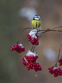 Blue Tit UK winter