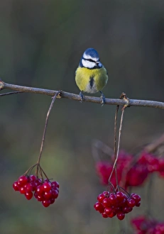 Blue Tit UK winter