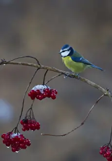 Garden Prints: Blue Tit Parus caeruleus on Guelder Rose in winter Norfolk