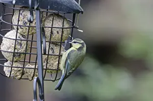 Garden Prints: Blue Tit Parus caeruleus juvenile on fat feeder in garden Norfolk
