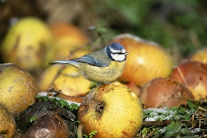 Blue Tit, Parus, caeruleus, Kent, UK, October
