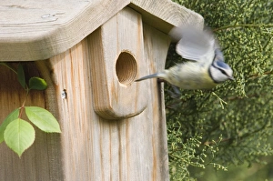 Blue Tit Parus caeruleus leaving nestbox in garden Kent spring Blue Tit Parus caeruleus leaving nestbox in garden Kent spring