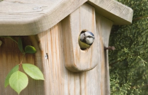 Blue Tit Parus caeruleus at nestbox in garden Kent spring