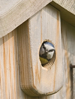 Blue Tit Parus caeruleus looking out of nestbox in garden Kent spring Blue Tit Parus caeruleus looking out of nestbox in garden Kent spring