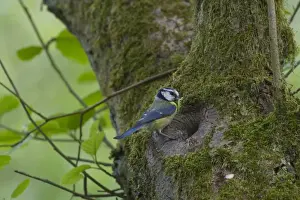 Nesting Prints: Blue Tit Parus caeruleus at nest hole Ferry Wood Norfolk spring