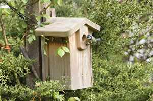 Blue Tit Parus caeruleus at nestbox in garden Kent spring