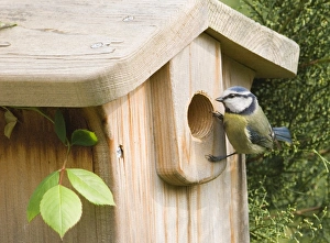 Blue Tit Parus caeruleus looking out of nestbox in garden Kent spring