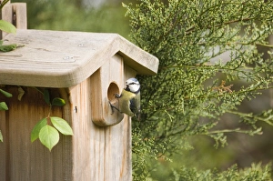 Blue Tit Parus caeruleus at nestbox in garden Kent spring