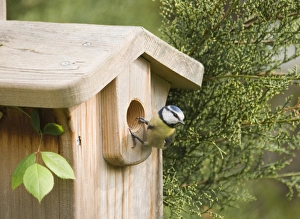 Blue Tit Parus caeruleus at nestbox in garden Kent spring