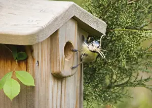 Nest Box Prints: Blue Tit Parus caeruleus at nestbox with nest material in garden Kent spring