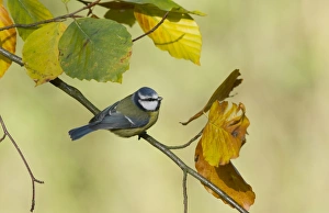 Garden Prints: Blue Tit Parus caeruleus Norfolk autumn