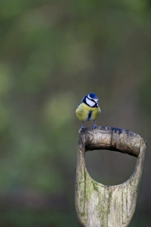 Blue Tit Parus caeruleus Norfolk autumn