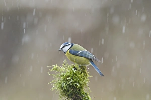 Snowing Prints: Blue Tit Parus caeruleus in snow Norfolk winter