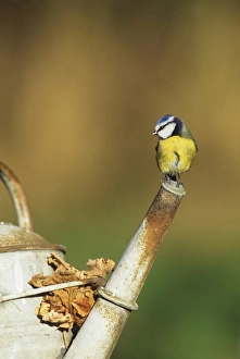 Blue Tit Parus caeruleus on watering can spout in garden Kent winter Blue Tit Parus caeruleus on watering can spout in garden Kent winter