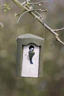 Blue Tit Parus caeruleus at nestbox in garden Kent spring